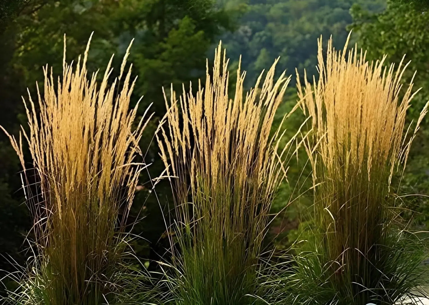 Ziergras Calamagrostis acutiflora ‚Waldenbusch‘ von Stauden Gänge, mit schmalen, aufrechten Halmen und feinem Blütenstand.