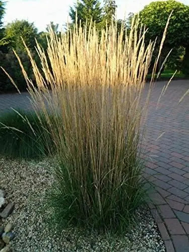 Ziergras Calamagrostis acutiflora ‚Waldenbusch‘ von Stauden Gänge, dichtes Reitgras mit silbernen Blütenständen im Garten.