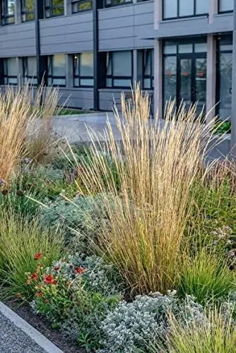Ziergras Calamagrostis acutiflora ‚Waldenbusch‘ von Stauden Gänge, das elegante, aufrechte Reitgras mit feinen Halmen.