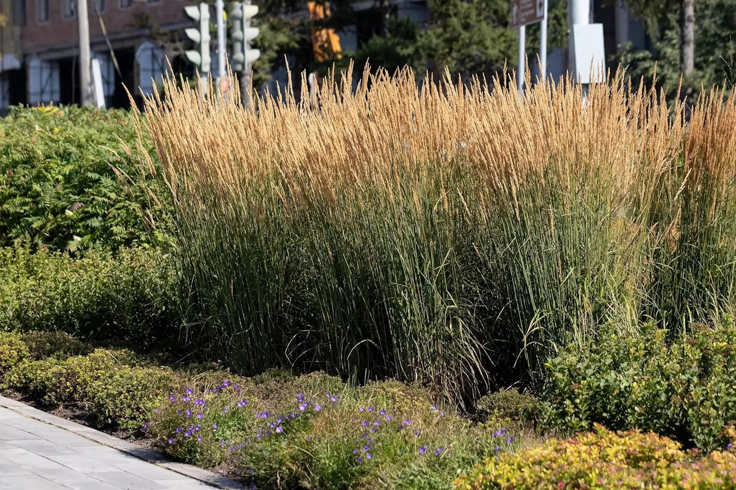 Ziergras Calamagrostis acutiflora 'Waldenbusch' von Stauden Gänge, mit langen, schmalen Grashalmen und bläulich-silbrigem Ährenstand