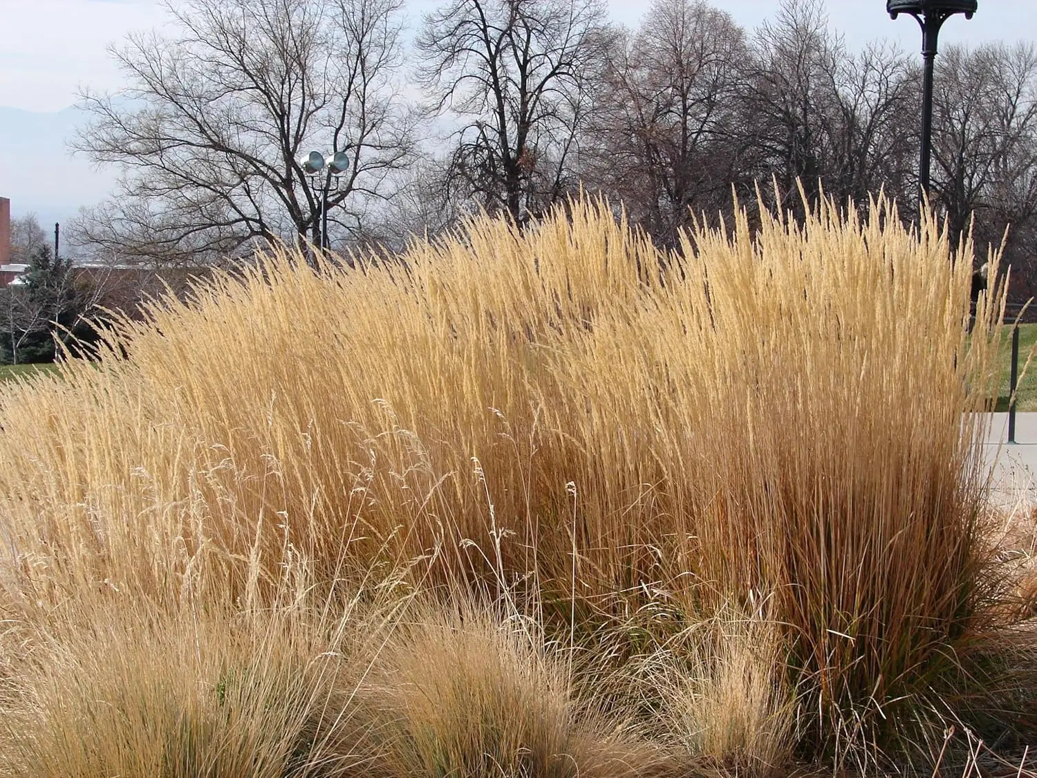 Ziergras Calamagrostis acutiflora ‚Waldenbusch‘ von Stauden Gänge, mit langen, schmalen, hellen Halmen im Garten.
