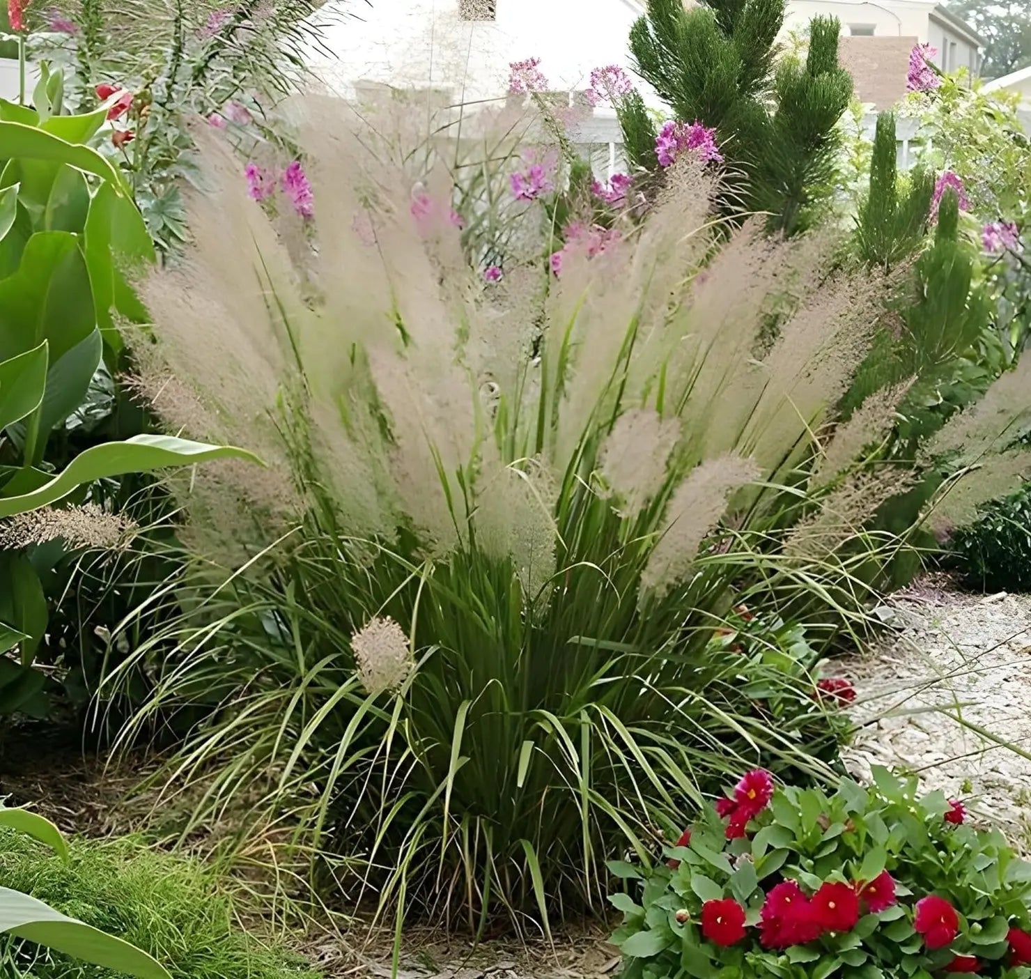 Ziergras Calamagrostis brachytricha Diamant Reitgras, Stauden Gänge, mit feinen, aufrechten Halmen und silbrigen Blättern.