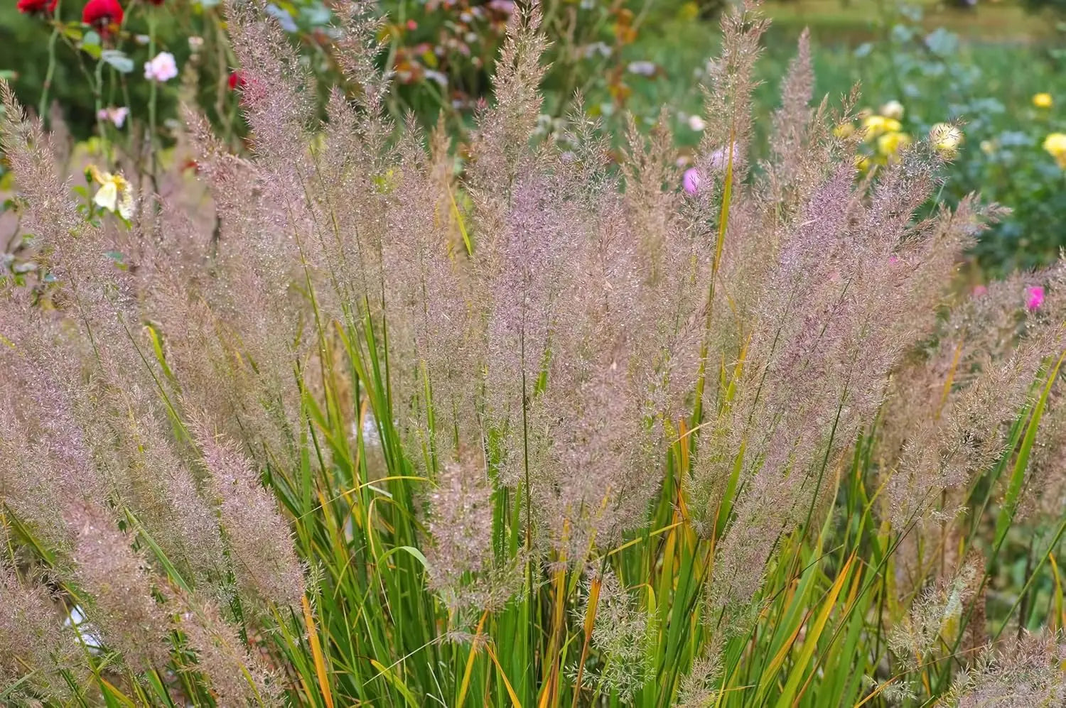 Ziergras Calamagrostis brachytricha Diamant Reitgras, Pflanze mit dünnen, hellen Halmen und lockeren Blütenständen, von Stauden Gänge