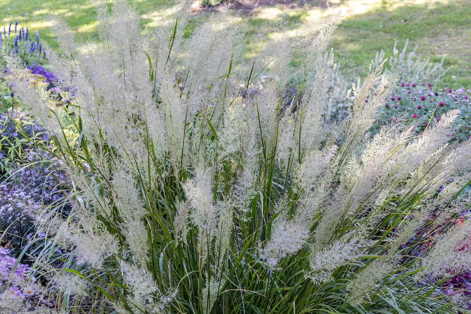 Ziergras Calamagrostis brachytricha Diamant Reitgras von Stauden Gänge, mit schmalen, aufrechten Halmen und silbrigen Blättern.