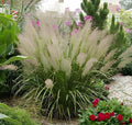 Ziergras Calamagrostis brachytricha Diamant Reitgras im XXL Topf, Stauden Gänge, grünes Ziergras in großem Topf, dekoratives Gartenpflanzenbild