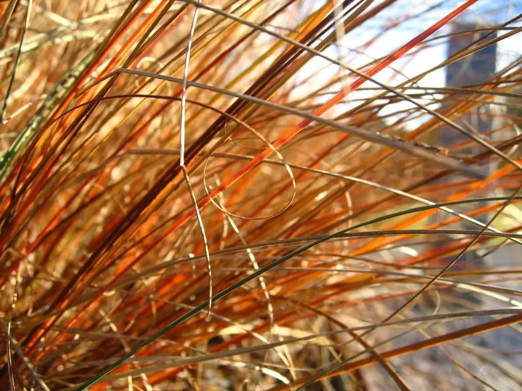 Ziergras Carex buchananii 'Firefox' von Stauden Gänge, dichtes, rotes Neuseeland-Segge in Gartendekoration.