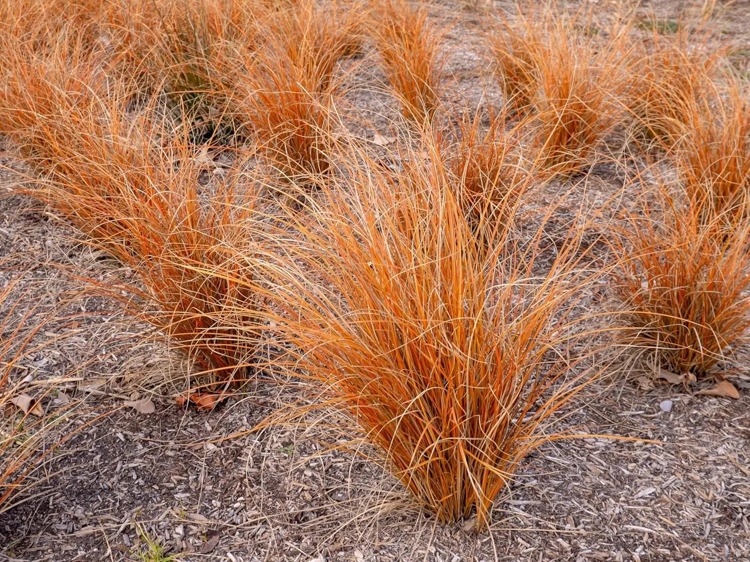 Ziergras Carex buchananii 'Firefox' von Stauden Gänge, grüne Neuseeland Segge mit rotem Austrieb, im Garten.