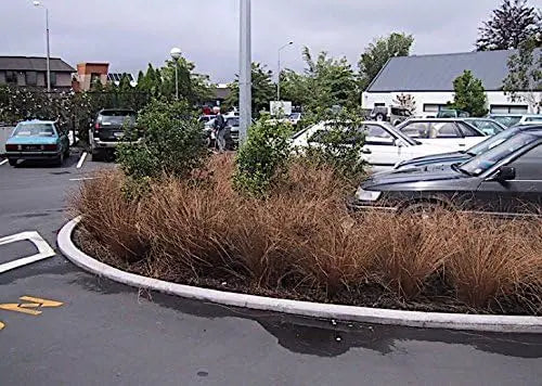 Ziergras Carex buchananii 'Firefox' von Stauden Gänge, dichtes, rotes Neuseeland-Segge, dekoratives Ziergras für Garten und Balkon