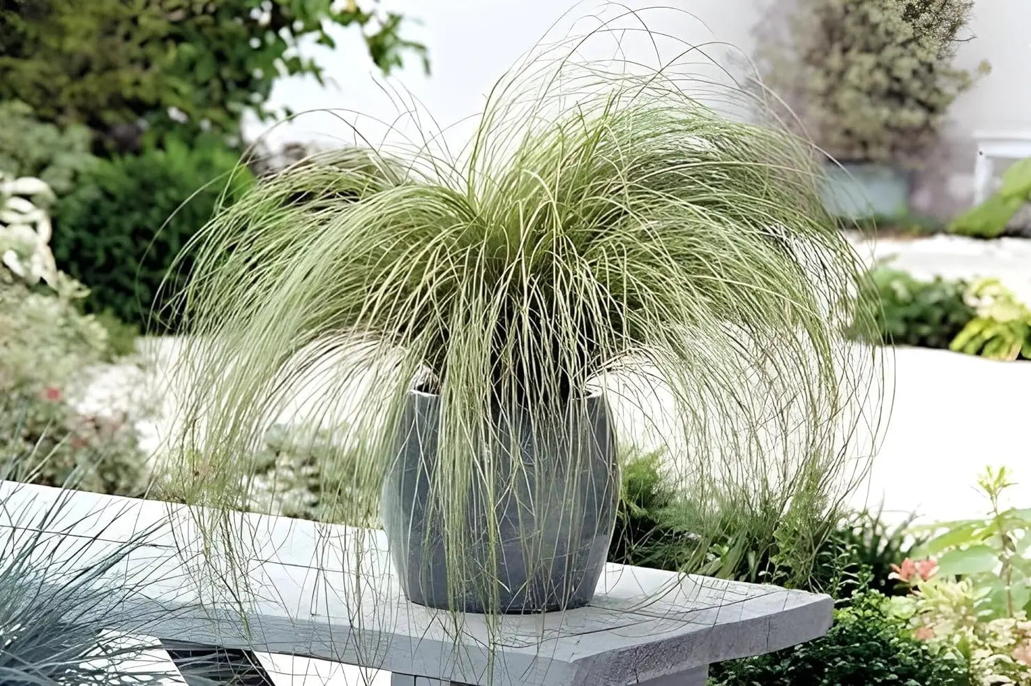 Ziergras Carex comans 'Amazon Mist' von Stauden Gänge, mit feinen, grün-weißen Blättern, im Garten.