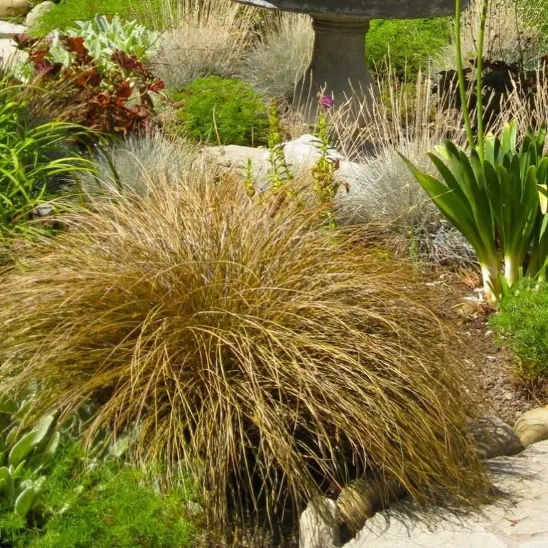 Ziergras Carex comans 'Bronco' von Stauden Gänge, Neuseeland Segge mit sattem, grünem Laub, dekorativ im Garten.