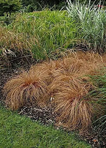 Ziergras Carex comans 'Bronco' von Stauden Gänge, Neuseeland Segge mit grünem, zarten Blättern, im Garten.