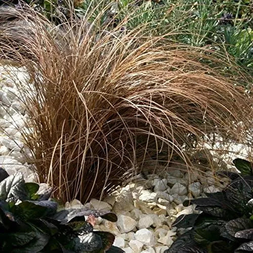 Ziergras Carex comans 'Bronco' von Stauden Gänge, grünes Neuseeland Segge, dichtes, langes Gras im Garten.