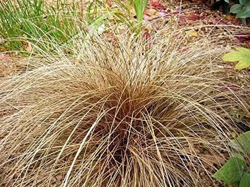 Ziergras Carex comans 'Bronco' von Stauden Gänge, grüne Neuseeland Segge mit schmalen Blättern, im Garten.