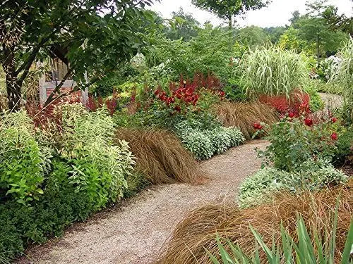 Ziergras Carex flagellifera 'Bronzita' von Stauden Gänge, mit braun-orangenen Halmen und zierlicher Wuchs, im Garten.