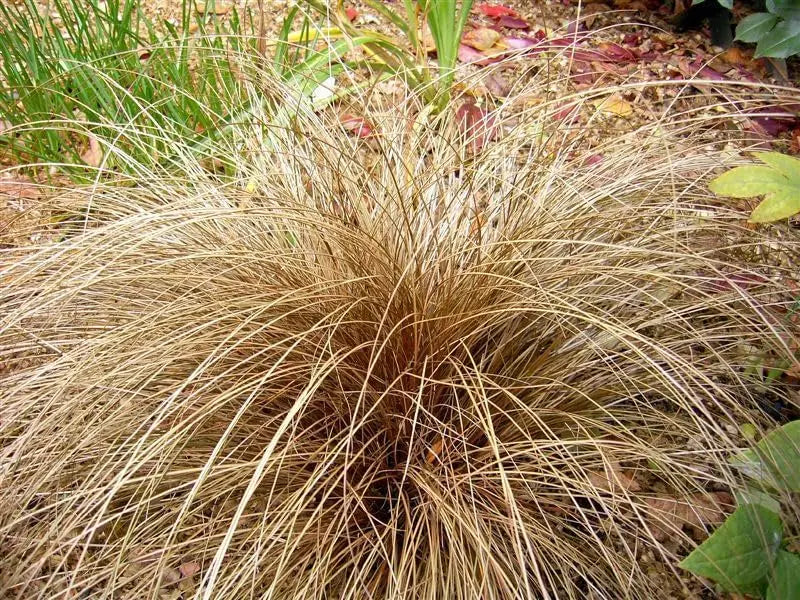 Ziergras Carex flagellifera 'Bronzita' mit bronzfarbenen Blättern, Stauden Gänge, dekoratives Gartenpflanzenbild