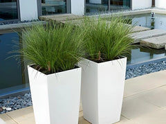 Ziergras Carex howardii 'Phoenix Green' von Stauden Gänge, grüne Segge mit schilfartigem Laub, im Garten.