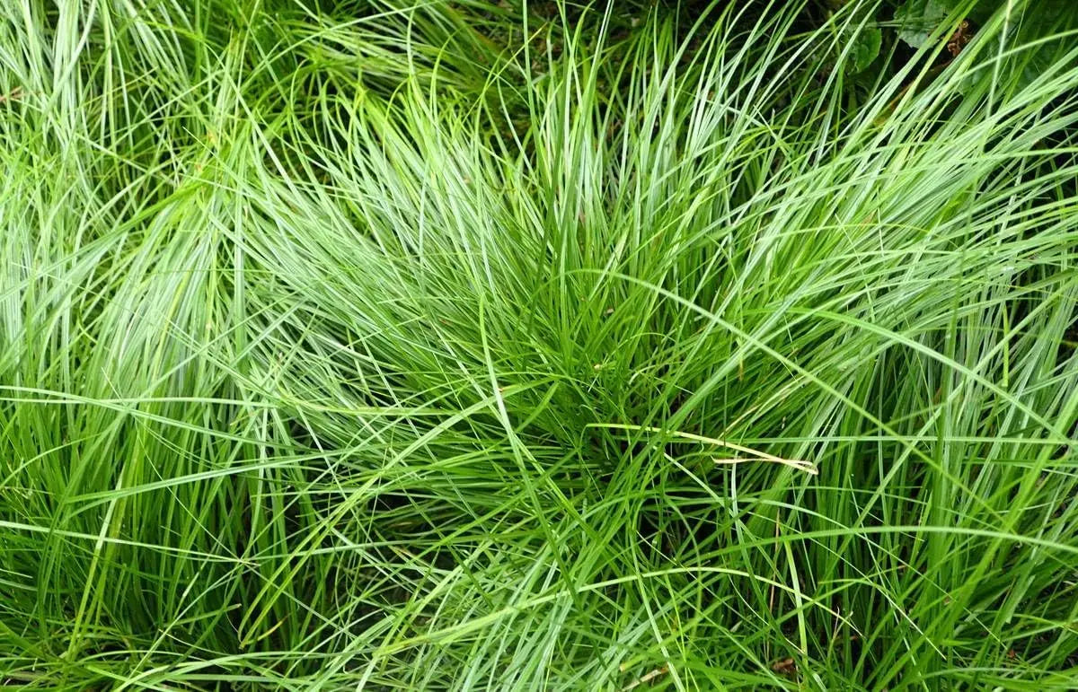 Ziergras Carex howardii 'Phoenix Green' von Stauden Gänge, grüne Segge mit feinen Blättern, im Garten.