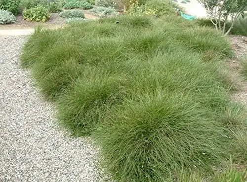 Ziergras Carex howardii 'Phoenix Green' von Stauden Gänge, grünes Seggengras, dichte, dekorative Zierpflanze.