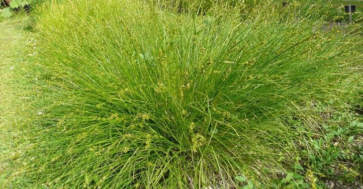 Ziergras Carex howardii 'Phoenix Green' von Stauden Gänge, grüne Segge mit schmalen Blättern, im Garten.