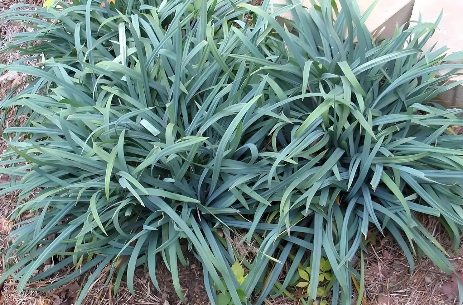 Ziergras Carex laxiculmis 'Bunny Blue' von Stauden Gänge, blau-grünes Seggen-Gras in Gartenbeet, detailreiche Nahaufnahme