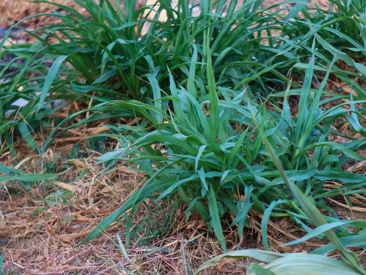 Ziergras Carex laxiculmis 'Bunny Blue' von Stauden Gänge, detailreiche Aufnahme des blauen Seggen-Grases