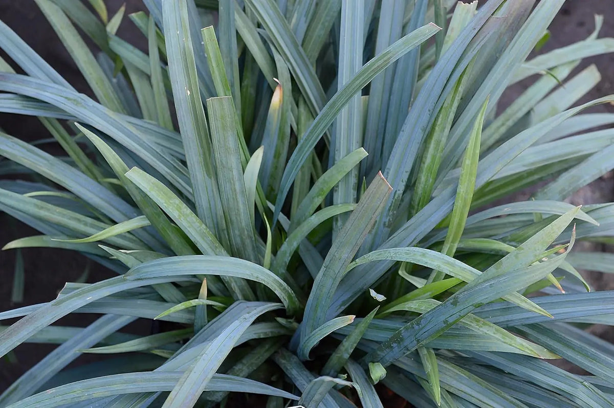 Ziergras Carex laxiculmis 'Bunny Blue' von Stauden Gänge, grünes Segge mit blauen Blättern, im Garten.
