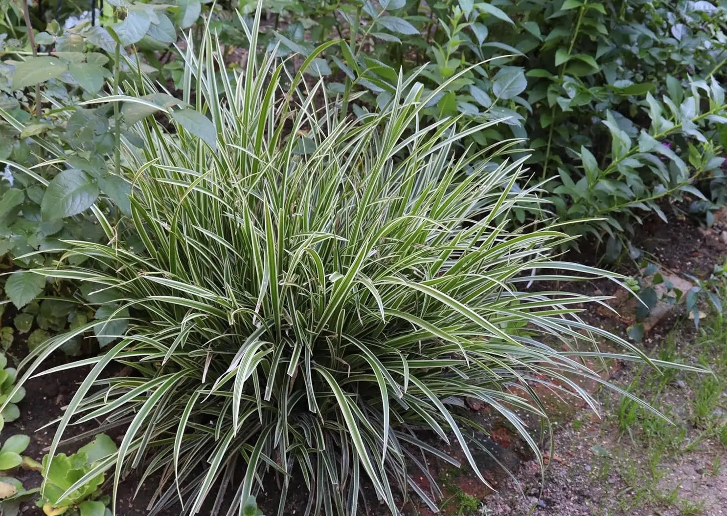 Ziergras Carex morrowii 'Ice Dance' mit schmalen, silbrigen Blättern, Pflanze von Stauden Gänge, Nahaufnahme.