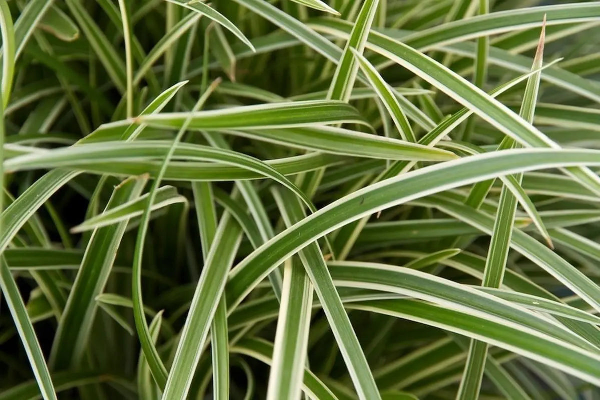 Ziergras Carex morrowii 'Ice Dance' mit schmalen, gefrosteten Blättern, Stauden Gänge, natürliche Pflanze im Garten.