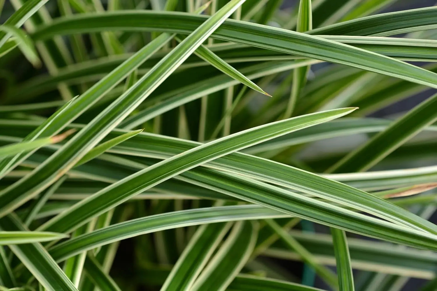 Ziergras Carex morrowii 'Ice Dance' mit silbrigen Blättern, Stauden Gänge, bei Sonnenlicht fotografiert