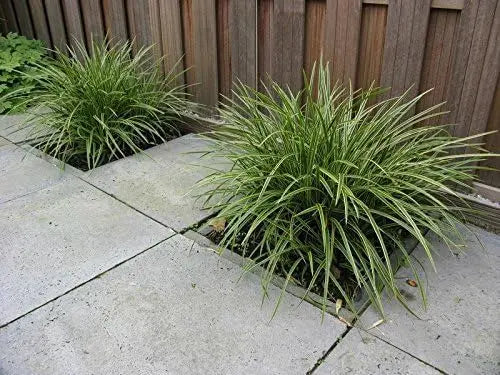 Ziergras Carex morrowii 'Ice Dance' mit silbrig-blauen Blättern, Stauden Gänge, dekoratives Ziergras im Garten.
