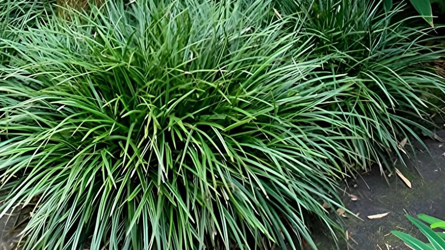 Ziergras Carex morrowii 'Irish Green' mit grünen Blättern, Pflanzen im Garten, Stauden Gänge, dekoratives Ziergras