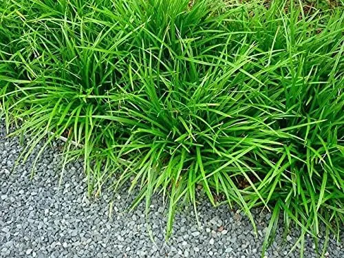 Ziergras Carex morrowii 'Irish Green' von Stauden Gänge, grüne Segge mit schmalen Blättern, im Garten.