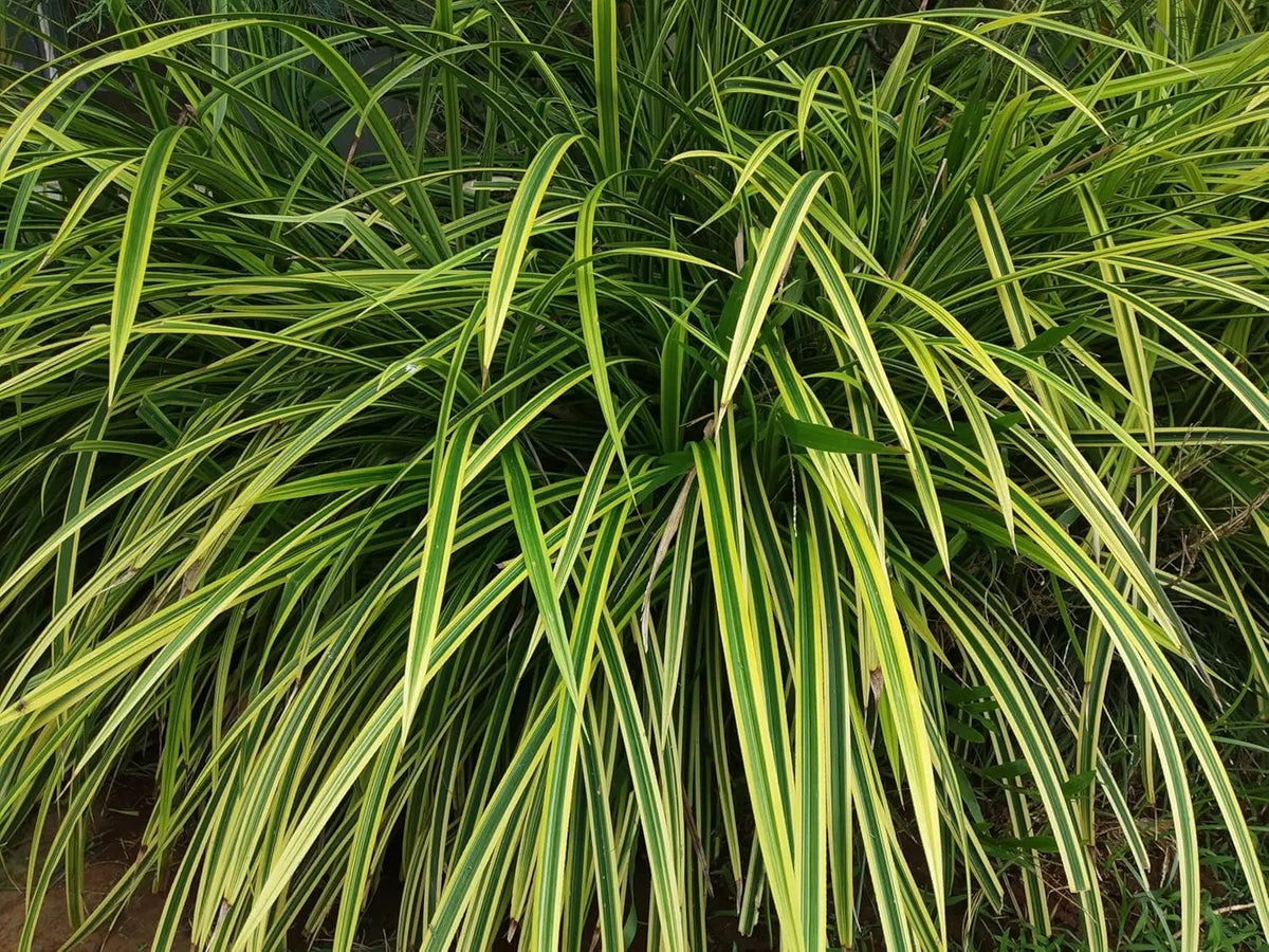 Ziergras Carex morrowii 'Vanilla Ice' von Stauden Gänge, Nahaufnahme der weißen, schmalen Blätter.