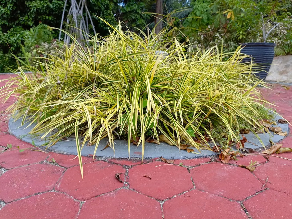 Ziergras Carex morrowii 'Vanilla Ice' von Stauden Gänge, mit silbrig-weißen Blättern, als Zierpflanze im Garten.