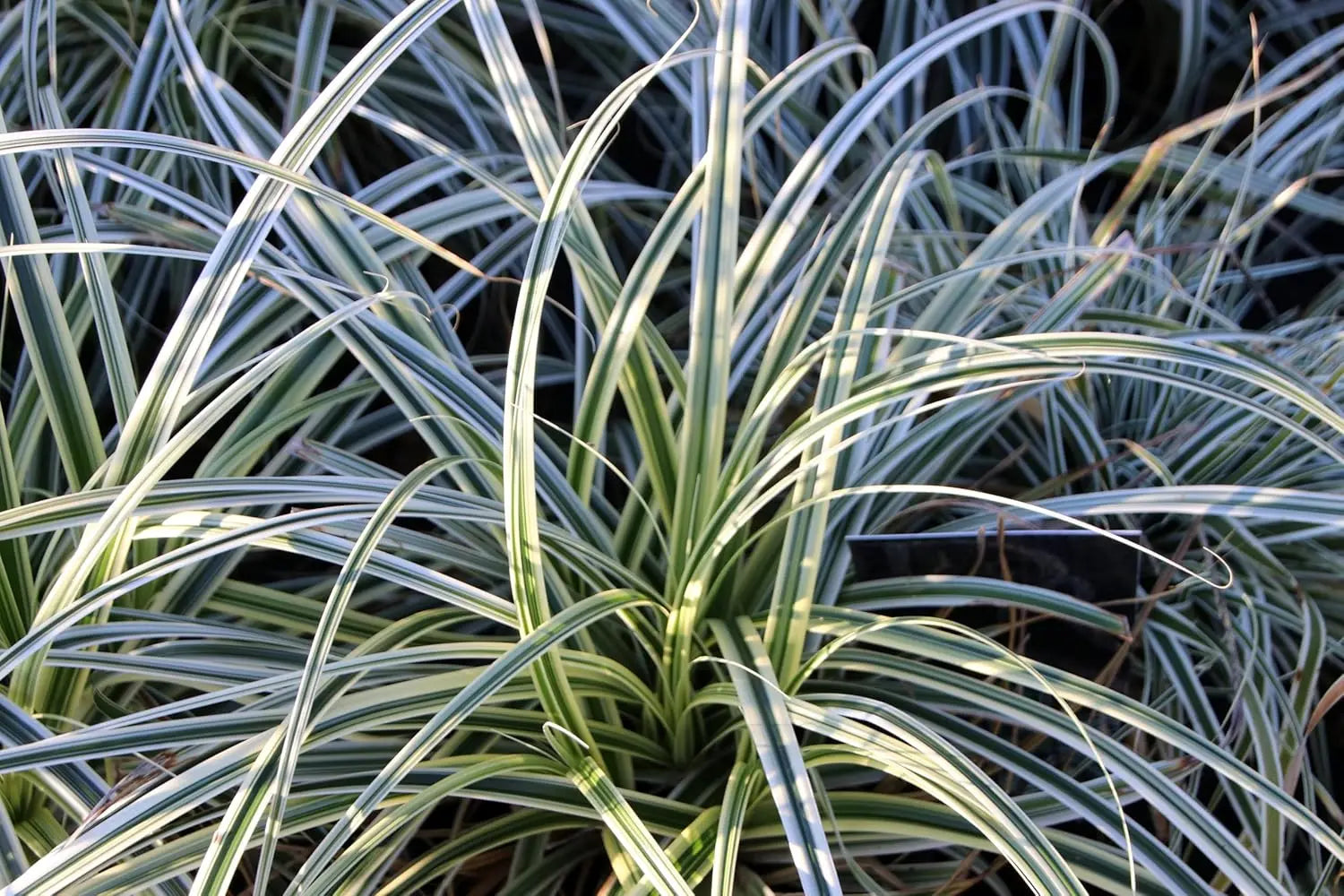 Ziergras Carex oshimensis 'Everest' von Stauden Gänge, grünes Japan Segge mit schmalen Blättern, im Garten.