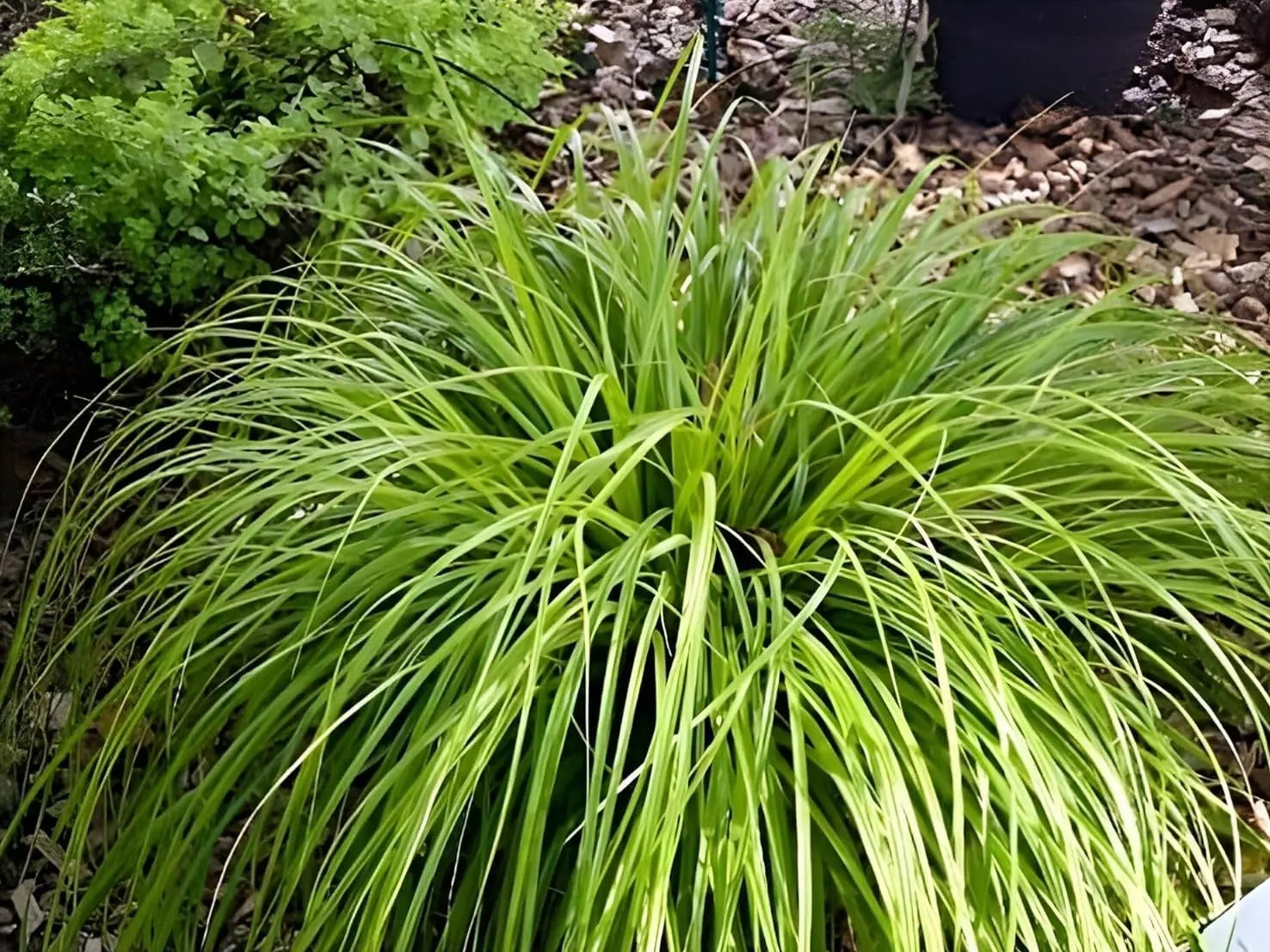 Grünes Carex oshimensis ‚JS Greenwell‘, japanisches Ziergras, wächst in einem Garten, von Stauden Gänge.