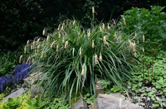 Ziergras Carex pendula, Riesen Segge, mit langen, schmalen Blättern, im Garten, von Stauden Gänge, Nahaufnahme