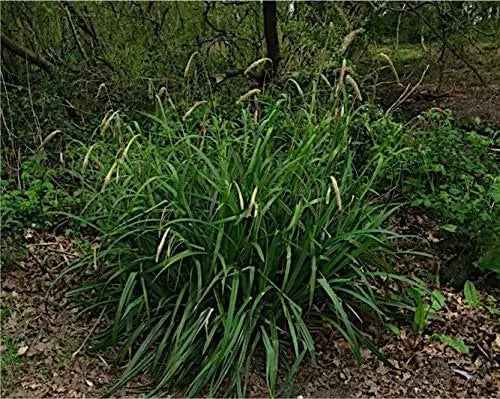 Carex pendula, große Riesen Segge, Ziergras von Stauden Gänge mit langen, schwertförmigen Blättern im Garten.