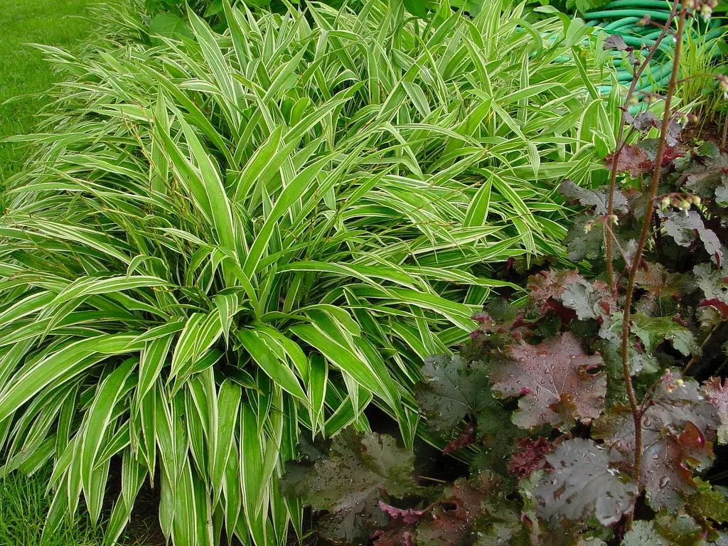 Ziergras Carex siderosticha 'Island Brocade' von Stauden Gänge, dichtes, buntes Segge mit dekorativen Blättern.