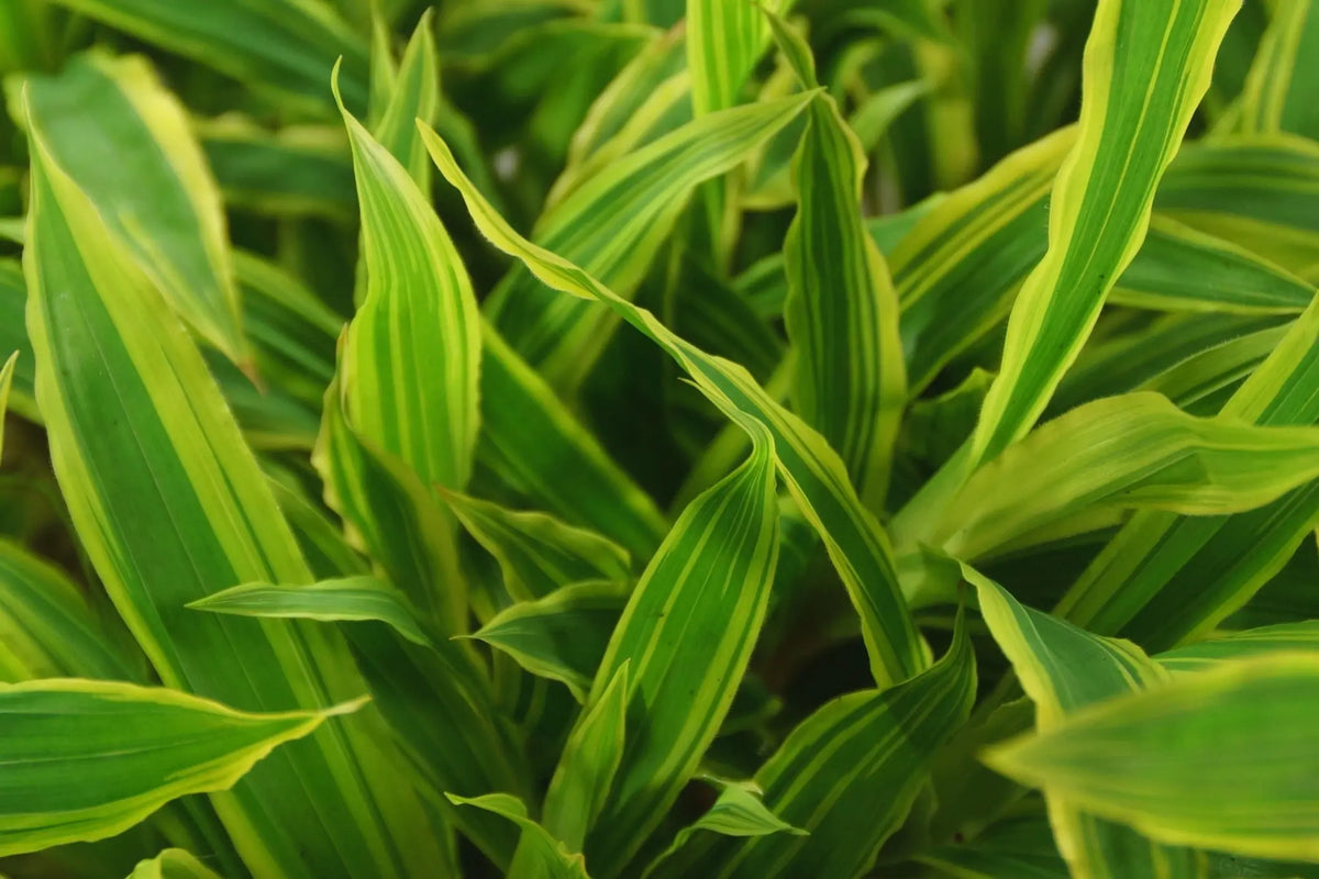 Ziergras Carex siderosticha 'Island Brocade' von Stauden Gänge,detailreiche Blätter in Gold- und Grüntönen.