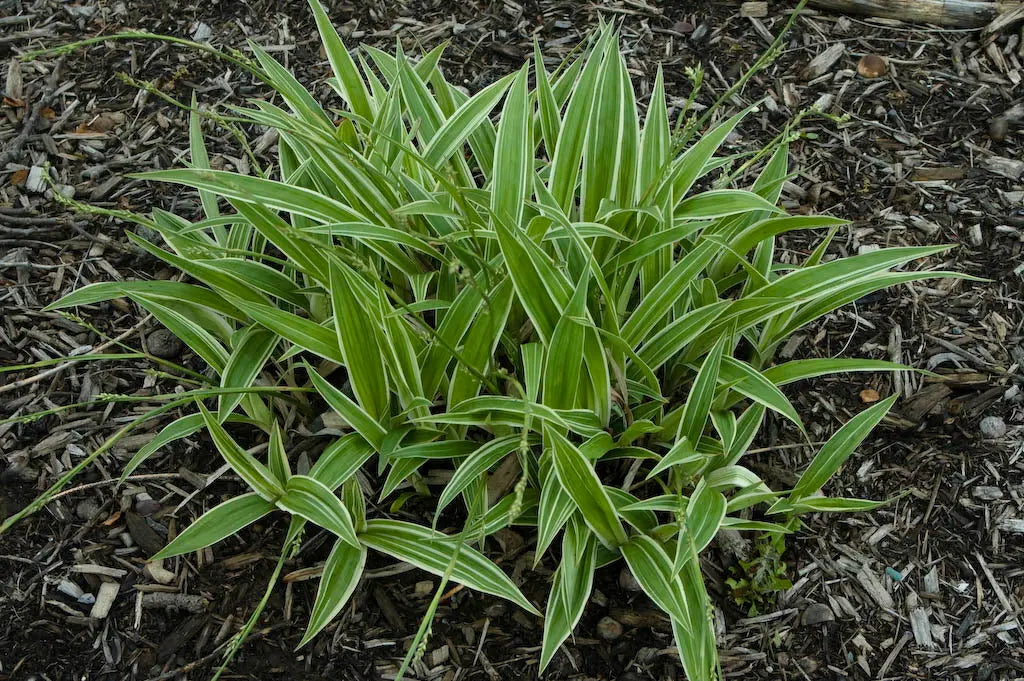 Ziergras Carex siderosticha 'Island Brocade' von Stauden Gänge, dichtes, buntes Segge mit schmalen Blättern im Garten.
