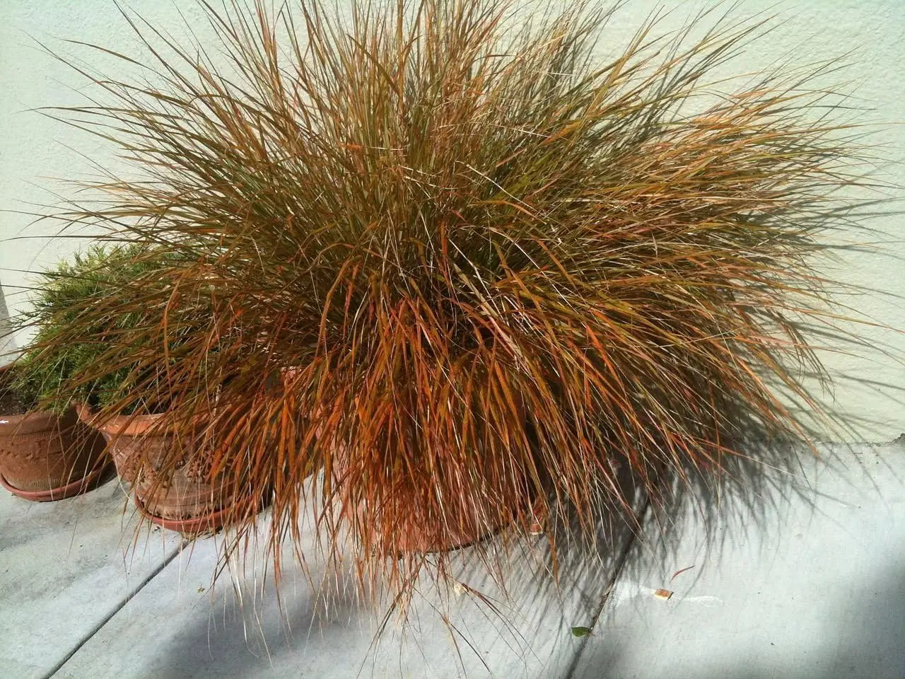 Ziergras Carex testacea 'Prairie Fire' von Stauden Gänge, orange-braune Segge mit schmalen Blättern, dekorativ im Garten.