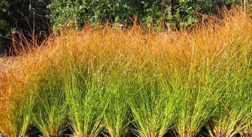 Ziergras Carex testacea 'Prairie Fire' von Stauden Gänge, orange-braune Segge mit schmalen Blättern, im Garten.
