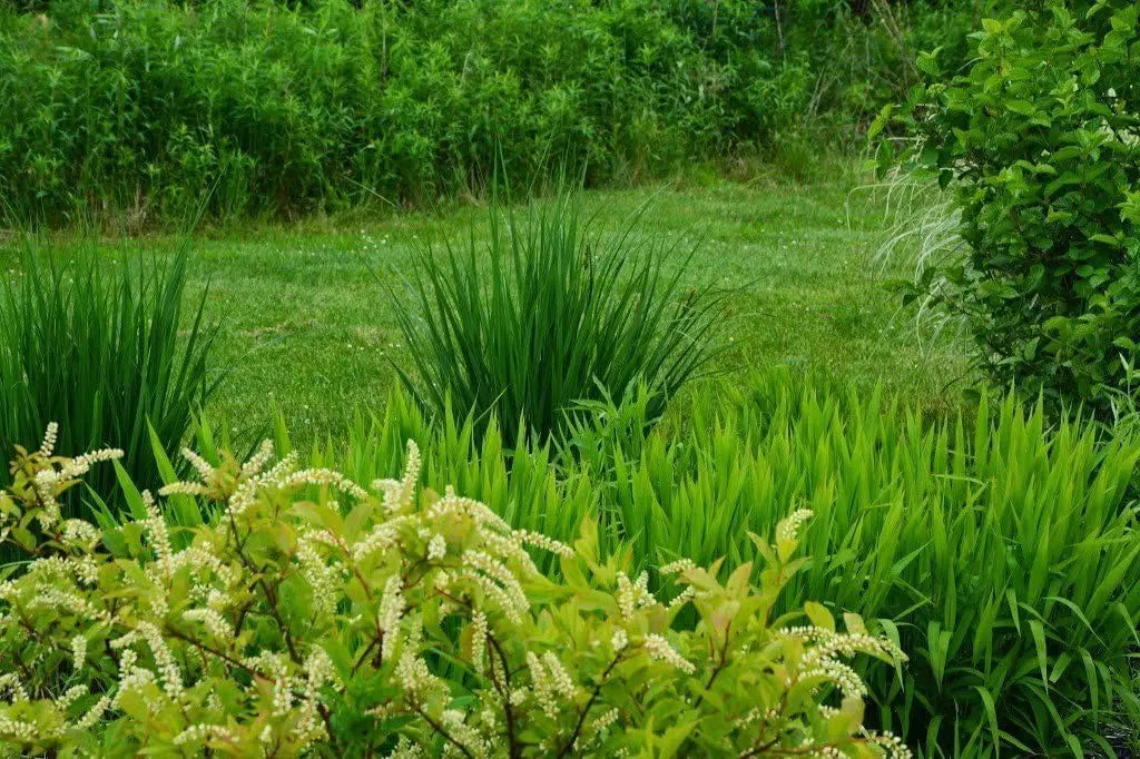 Ziergras Chasmanthium latifolium, Plattährengras, mit breiten Blättern, aus Stauden Gänge, dekoratives Ziergras für Garten.