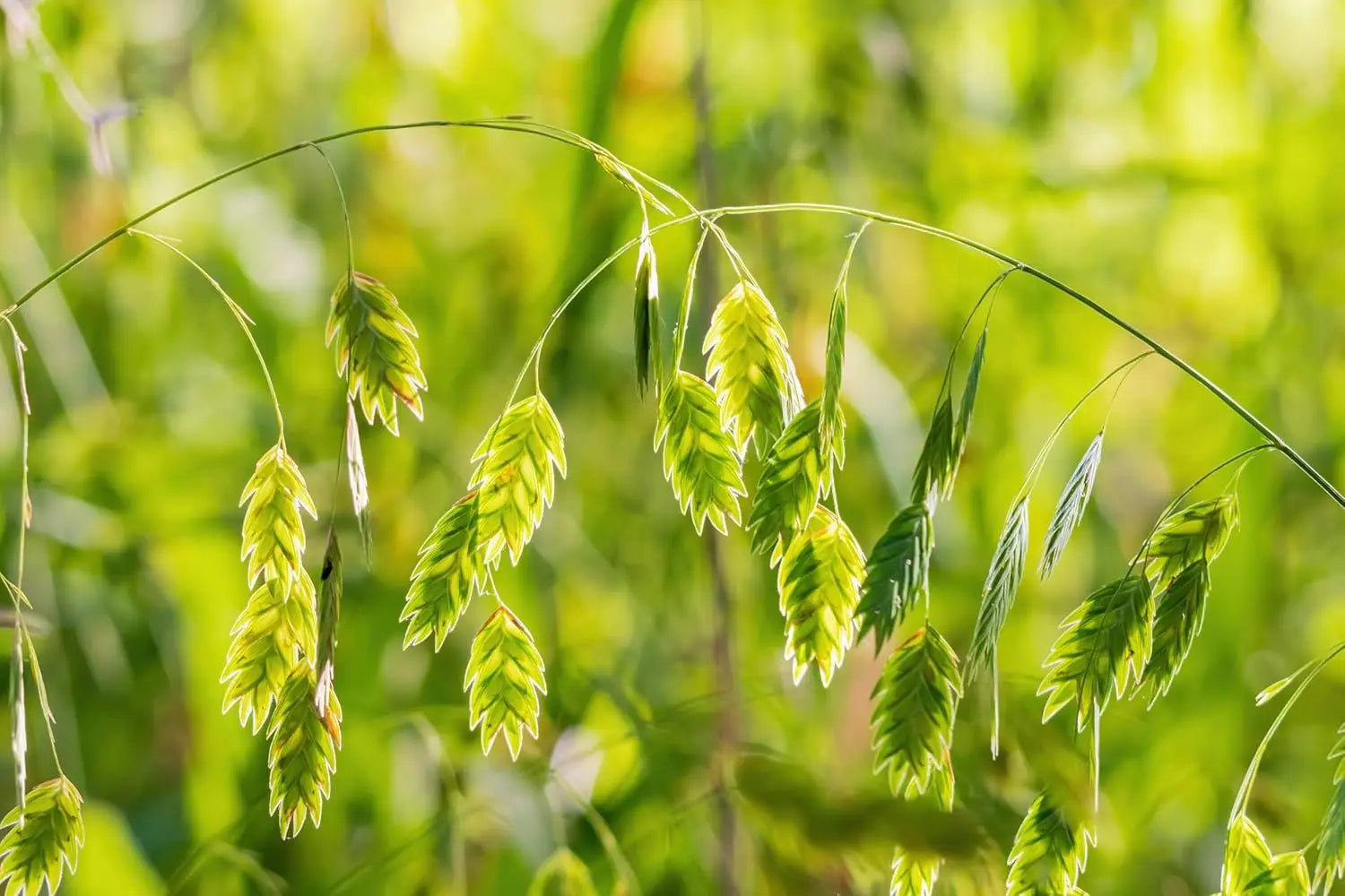Ziergras Chasmanthium latifolium, Plattährengras, Stauden Gänge, grünes Blattwerk, dekoratives Ziergras in Gartenaufnahme