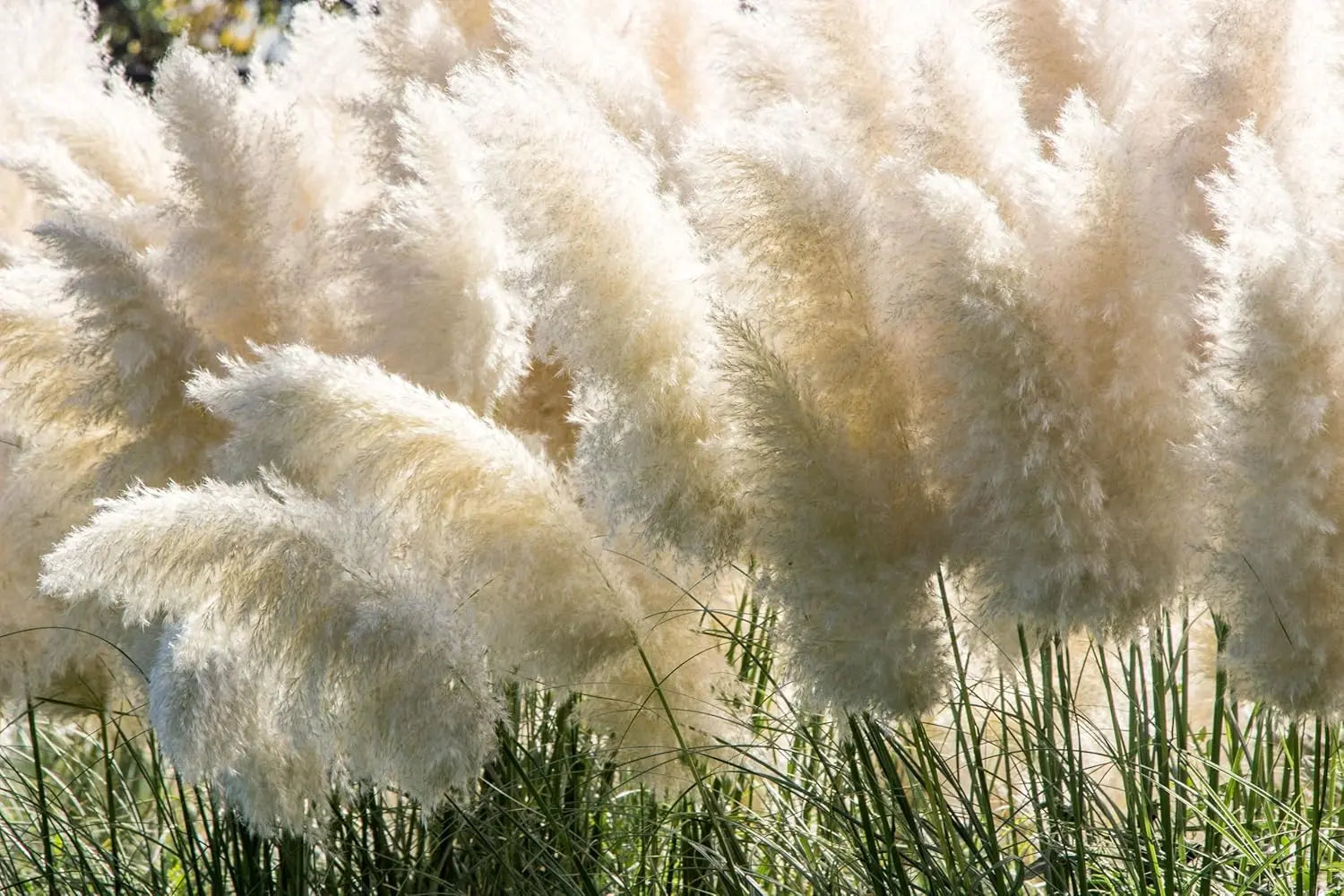 Ziergras Cortaderia selloana ‚Evita‘, kleines Pampasgras mit silbrigen Blütenständen, Stauden Gänge, dekorative Pflanze