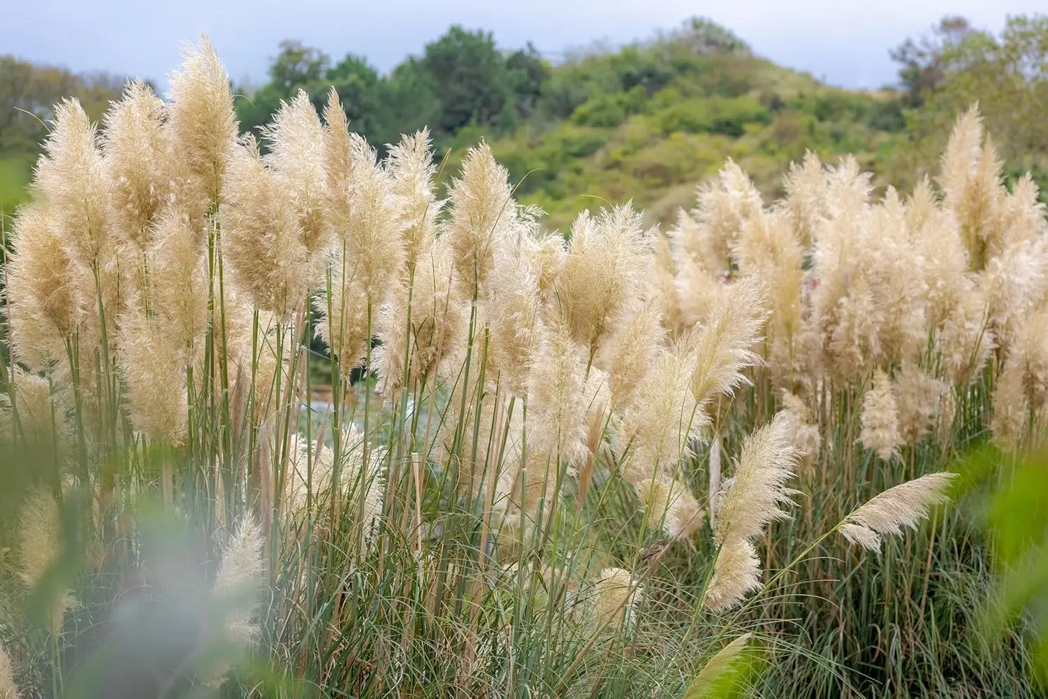 Ziergras Cortaderia selloana ‚Evita‘, kleines Pampasgras, Stauden Gänge, mit langen, federartigen Blättern und Blütenständen