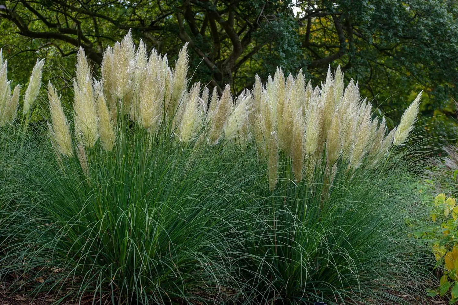 Ziergras Cortaderia selloana ‚Pumila‘, Zwerg Pampasgras in XXL Topf, grüne, schilfartige Pflanze, Stauden Gänge