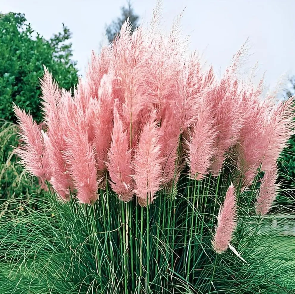Ziergras Cortaderia selloana ‚Rosea‘ in XXL Topf, rosa Pampasgras mit flauschigen Blütenständen, von Stauden Gänge.