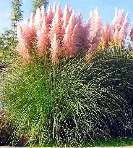 Ziergras Cortaderia selloana ‚Rosea‘ in XXL Topf, rosa Pampasgras mit langen, flauschigen Blütenständen, bei Stauden Gänge
